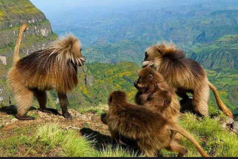 2 Tage Addis Abeba + Kloster, Paviane &amp; Portugiesische Brücke