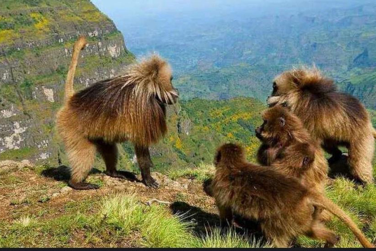 2 Tage Addis Abeba + Kloster, Paviane &amp; Portugiesische Brücke