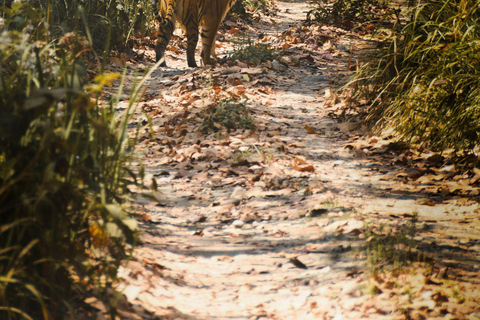 Chitwan National Park: Full-Day Jeep Safari with Lunch
