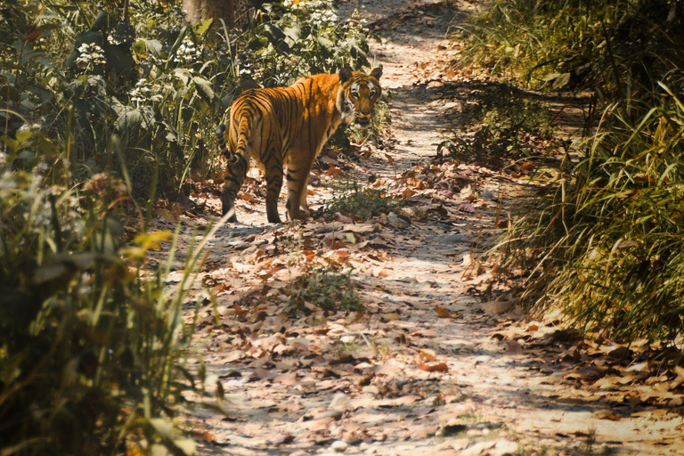 Chitwan National Park: Full-Day Jeep Safari with Lunch