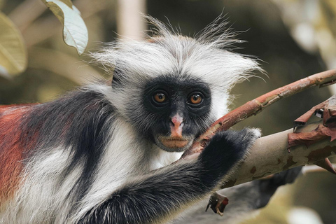 Zanzibar : excursion d'une demi-journée à la ferme aux épices et dans la forêt de Jozani