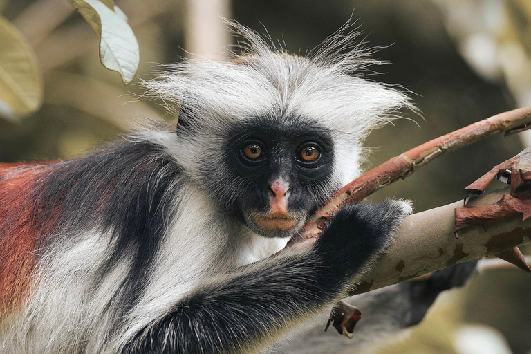 Zanzibar : excursion d'une demi-journée à la ferme aux épices et dans la forêt de Jozani