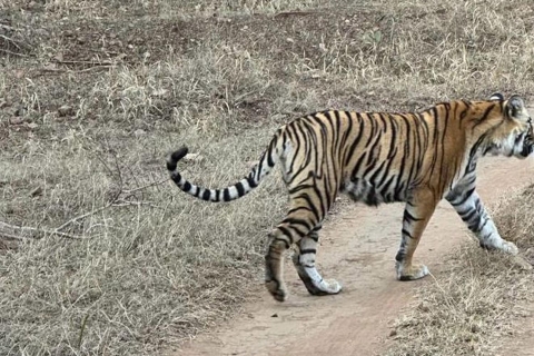 From Jaipur: Ranthambore Tiger Safari Sharing Gypsy & Canter Tour with Car, Guide and Entrance