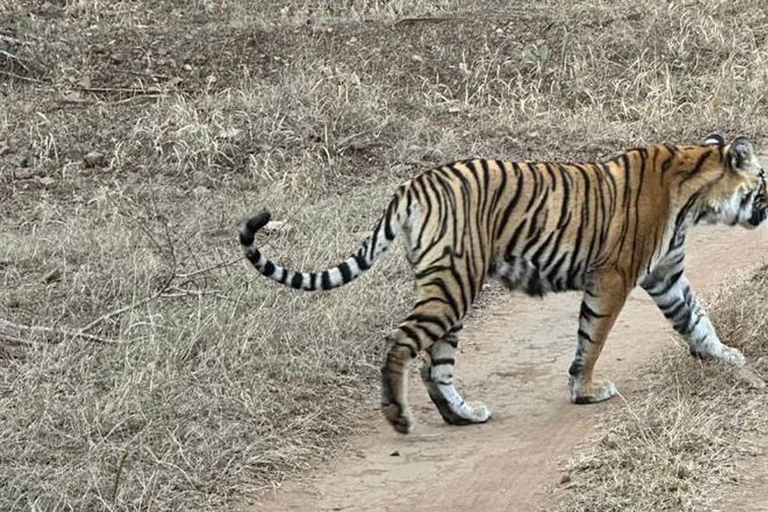 Z Delhi: Prywatna luksusowa 3-dniowa wycieczka na safari w RanthamboreWycieczka bez zakwaterowania