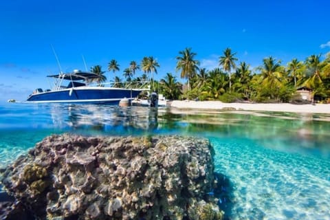 Tikehau : sortie snorkeling guidée avec des raies manta et des requins