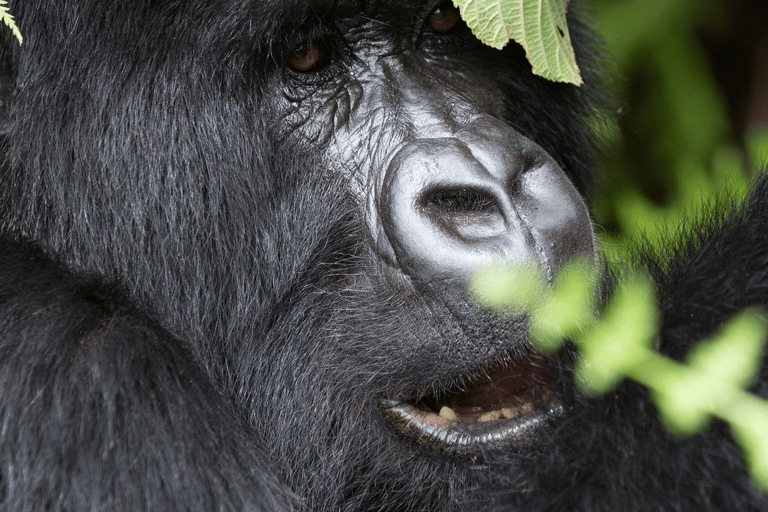 Rastreamento de gorilas no Parque Nacional Impenetrável de Bwindi, UgandaObservação de gorilas no Parque Nacional Impenetrável de Bwindi, Uganda