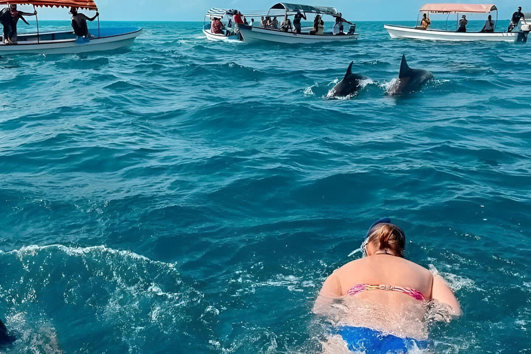 visite des dauphins sur l'île de mnemba