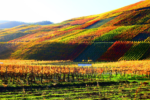 Vins de classe mondiale de Casablanca, visite de 4 vignobles