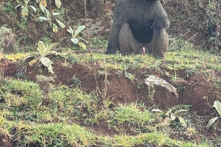Blue Nile Gorge Wildlife & Cultural Day Trip