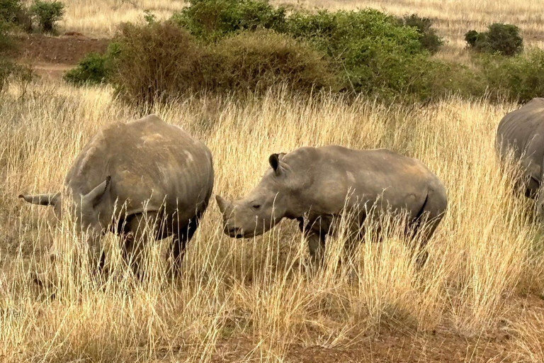Nairobi National Park, Elephant Orphanage and Giraffe Centre Nairobi National Park, Baby Elephant and Giraffe Centre