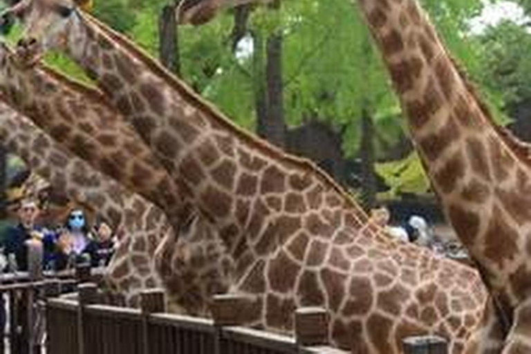 Shanghai Wildlife Park 1-Day Ticket + Free Safari Shuttle