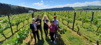 Tour de Bodegas de Martinborough - Hizvo