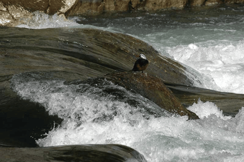 Bariloche: Manso River to the frontier Rafting Adventure Bariloche: Manso River Rafting Adventure