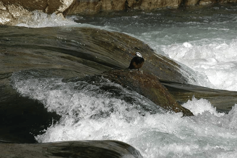 Bariloche: Manso River to the frontier Rafting Adventure Bariloche: Manso River Rafting Adventure