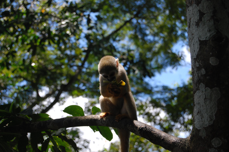 Manaus Amazon Adventure 5 days jungle tour with camping.