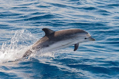 Costa de la Luz: Gibraltar Tagesausflug & Delfinbeobachtungstour