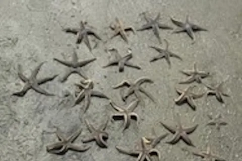 Hilton Head Island: Disappearing Island and Dolphin Tour