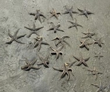 Hilton Head Island: Disappearing Island and Dolphin Tour