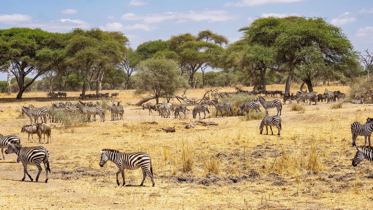 Sansibar: Wunderbare Safari in Mikumi mit offenen Jeeps