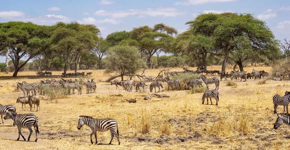 Zanzibar: Mikumi Wonderful Safari with Open Jeeps