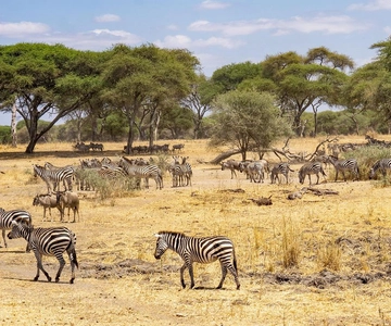 Zanzibar: meraviglioso safari a Mikumi con jeep aperte