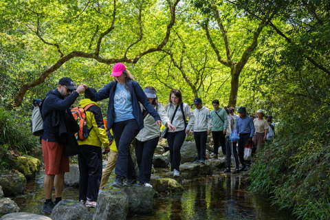 Hangzhou: Hike from Longjing Tea Village to Nine Creeks Group Tour