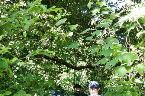 Santuario de My Son y Senderismo de Montaña - PeregrinaciónMi hijo Santuario Viaje de madrugada