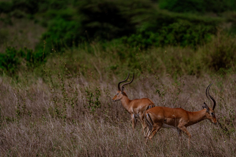 Nairobi: National Park Game Drive with Local Guide