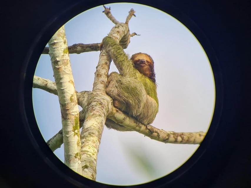 Arenal Volcano: Sloth Tour & Cultural Tour | GetYourGuide