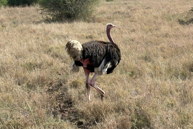 Nairobi National Park: Early Morning or afternoon adventure Early morning game drive in a Landcruiser JEEP
