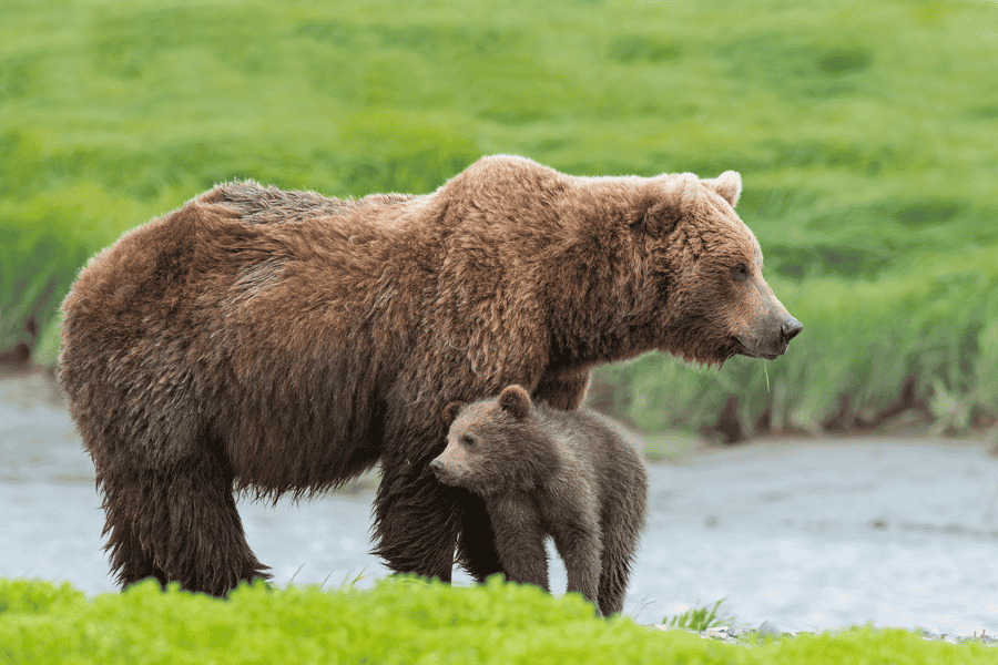 Denali an einem Tag – Ganztägiges Sightseeing-Paket. Foto: GetYourGuide