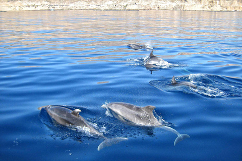 Can Picafort: Boat Trips along Mallorca's North Coast Cap Menorca