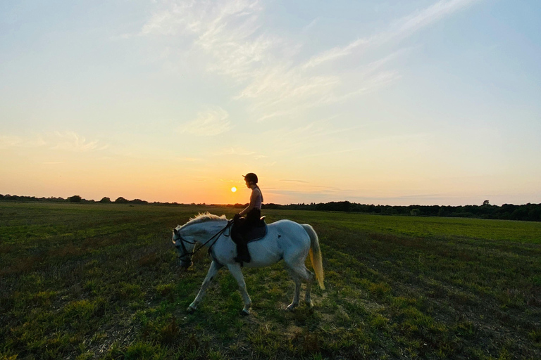 Dragør: Amager Fælled Scenic Horseback Riding Tour
