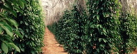 Salt Farm, Secret Lake, Secret Caves & Paper Farm - Housity