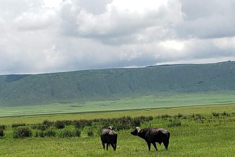 Arusha: Ngorongoro Crater day trip