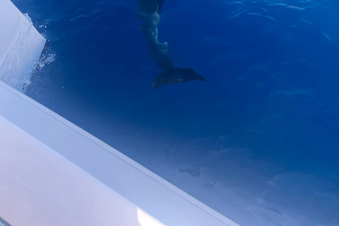 Half Day Ultimate Yacht Experience to Comino