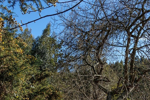 Madeira: Levada Paradise Valley Scenic Walk Pickup Machico, Santa Cruz