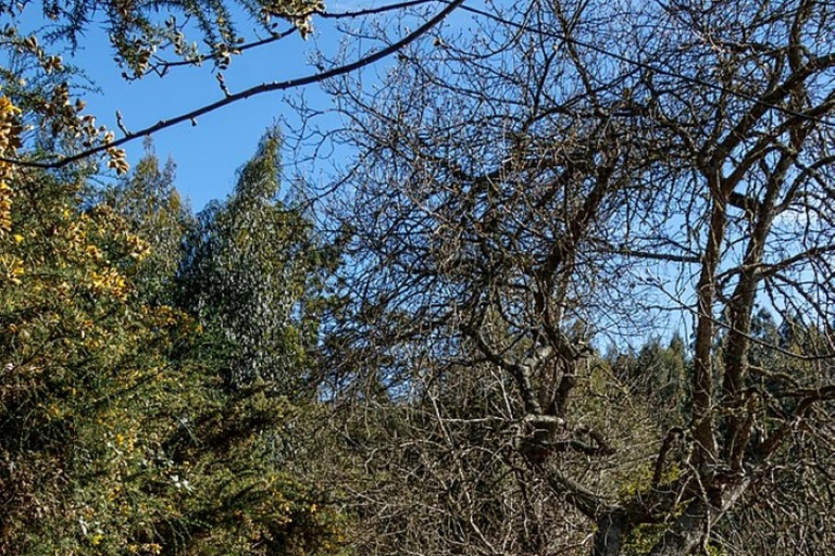 Madeira: Levada Paradise Valley Scenic Walk Pickup Machico, Santa Cruz