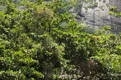 Best Private Tour in Rio: Sugarloaf, Christ by Train, AquaRio, Selarón