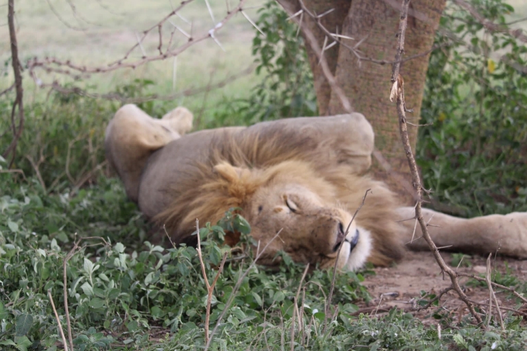 3 Days Serengeti Ngorongoro Group Joining Safari