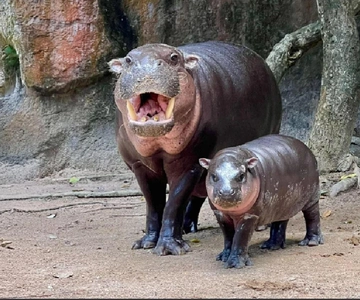曼谷：私人考考開放動物園接送服務（Moo Deng）