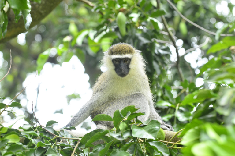 Uganda: Explore Entebbe on Foot Explore Entebbe