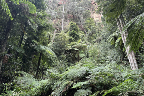 Blue Mountains Tour w/Lunch: Scenic World, Zoo & Koala Photo