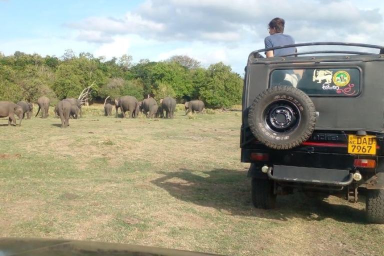 Safari en jeep por Minneriya