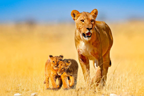 Tansania: 6-tägige Safari-Abenteuerreise mit Wildtieren und KulturTansania: 6 Tage Safari-Abenteuer mit Wildtieren und Kultur