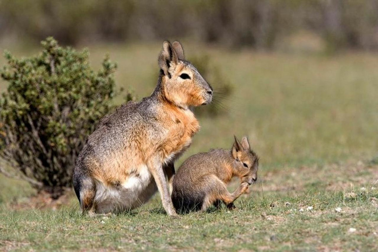Peninsula Valdes Shore Tour for Cruise Passengers + City