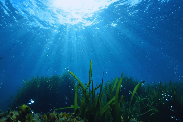 Ischia: Guided Snorkeling among Caves and Submerged Ruins