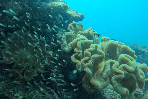 DAR ES SALAAM: CERTIFIED SCUBA DIVERS FUN TRIP