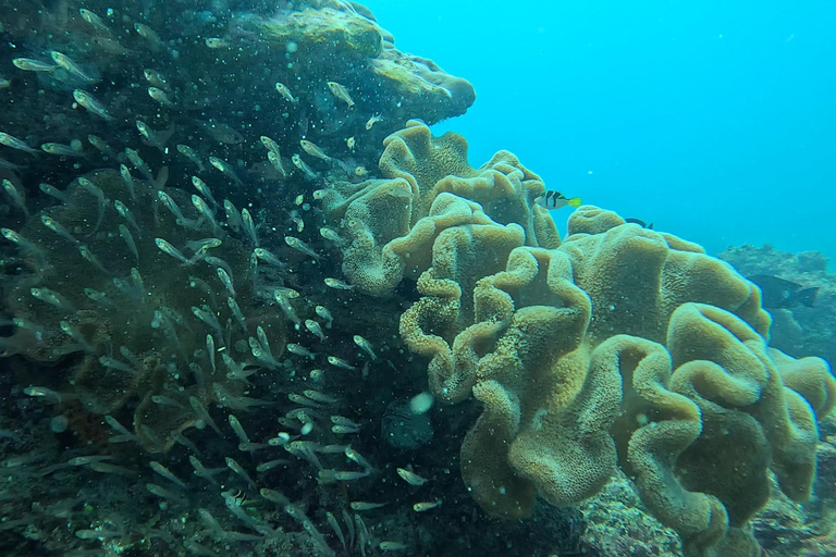 DAR ES SALAAM: CERTIFIED SCUBA DIVERS FUN TRIP