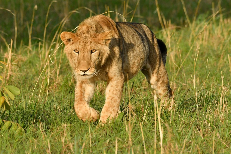 6-Day Kibale, Queen Elizabeth & Murchison Tour